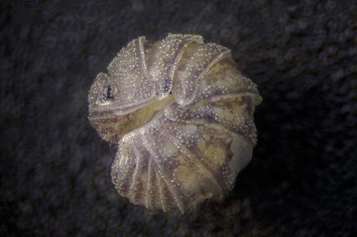 Sphaerobathytropa ribauti